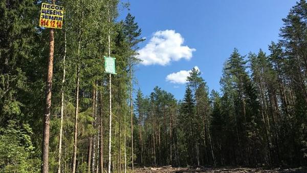 Пока на участке, где построят медкомплекс, корреспондент Би-би-си обнаружил только лес
